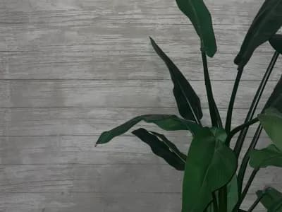 Venetian Art - Venetian Plaster Applicators Installers portfolio photo