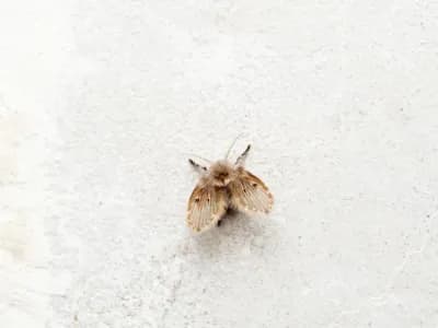 Bathroom Fly