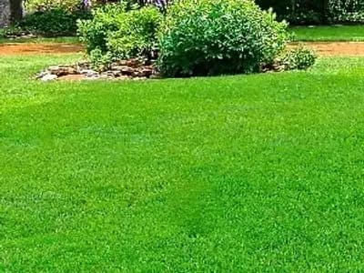 Fertilized front yard at home in Memphis, TN.
