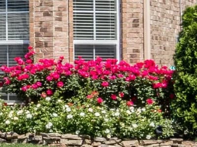 Home in Collierville, %state%% with shrub and tree care for their landscape.