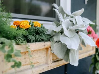 flowers in wood flower box
