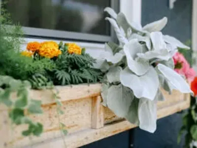 flowers in wood flower box