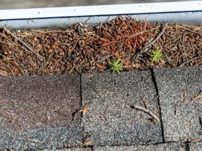 Roof Maintenance