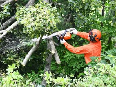 Tree Care Enterprises certified arborist pruning a tree with a chainsaw