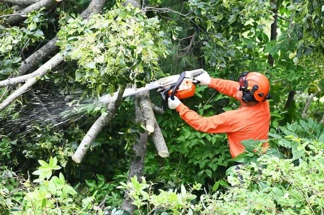 Tree Care Enterprises certified arborist pruning a tree with a chainsaw