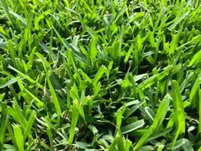 Leafy Landscapes Lawn Maintenance Service