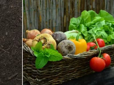 Lane Garden Compost