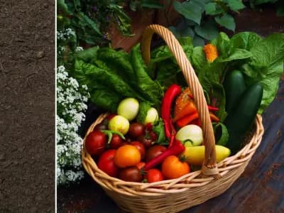 Nature's Best Soil