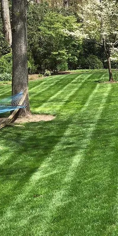 Landscape yard in Richmond VA