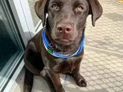 pepper