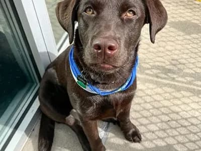 pepper