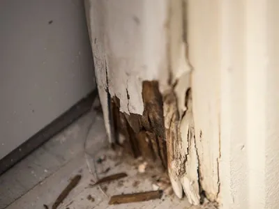 Dry rot repair